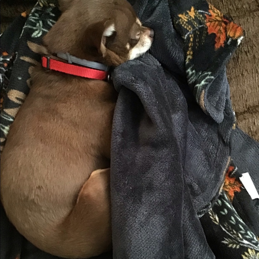 Meet your Posher, Galena